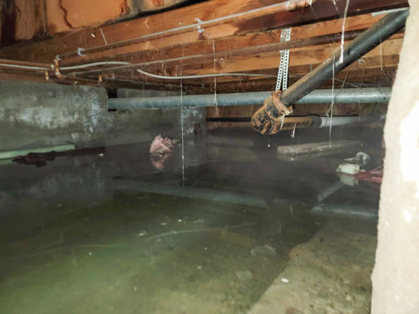 Best Water damage cleanup near me  in Jeannette, PA